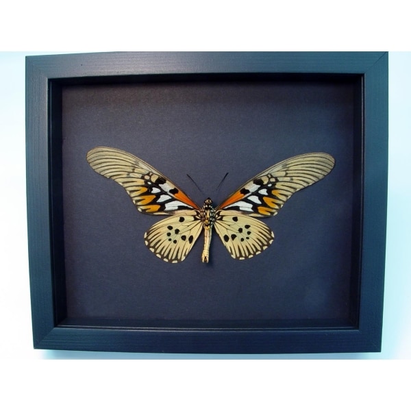 Papilio antimachus Verso Framed Butterfly African Insect Taxidermy Moonlight Display