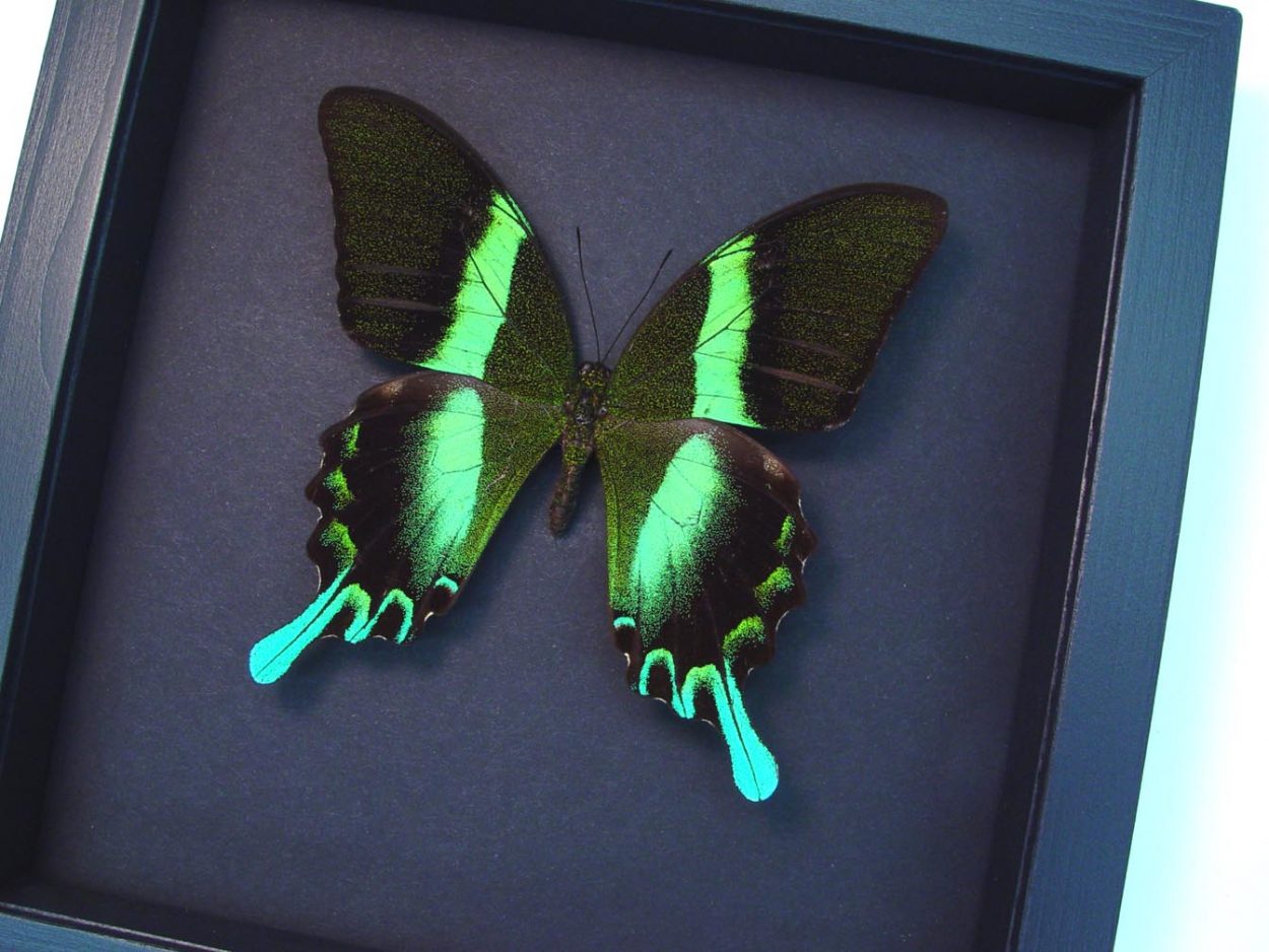 Butterfly Papilio blumei Black Frame 20x20x5cm - Bits and Bugs main image 0