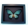 Framed Blue African Butterfly Papilio zalmoxis Taxidermy Moonlight Display