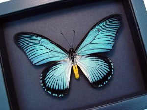 Framed Blue African Butterfly Papilio zalmoxis Taxidermy Moonlight Display