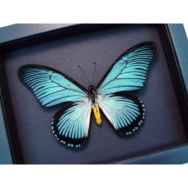 Framed Blue African Butterfly Papilio zalmoxis Taxidermy Moonlight Display