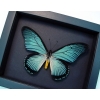 Framed Blue African Butterfly Papilio zalmoxis Taxidermy Moonlight Display