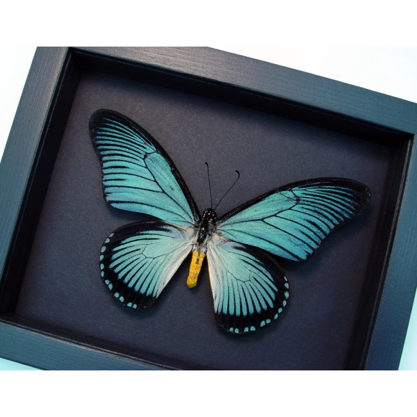 Framed Blue African Butterfly Papilio zalmoxis Taxidermy Moonlight Display