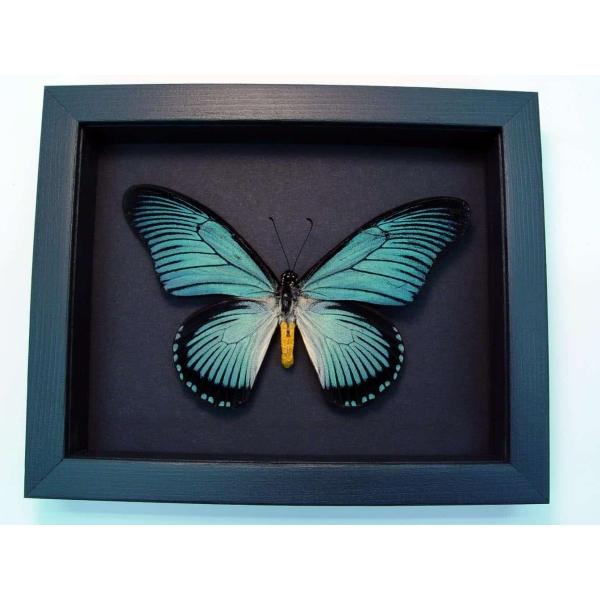 Framed Blue African Butterfly Papilio zalmoxis Taxidermy Moonlight Display