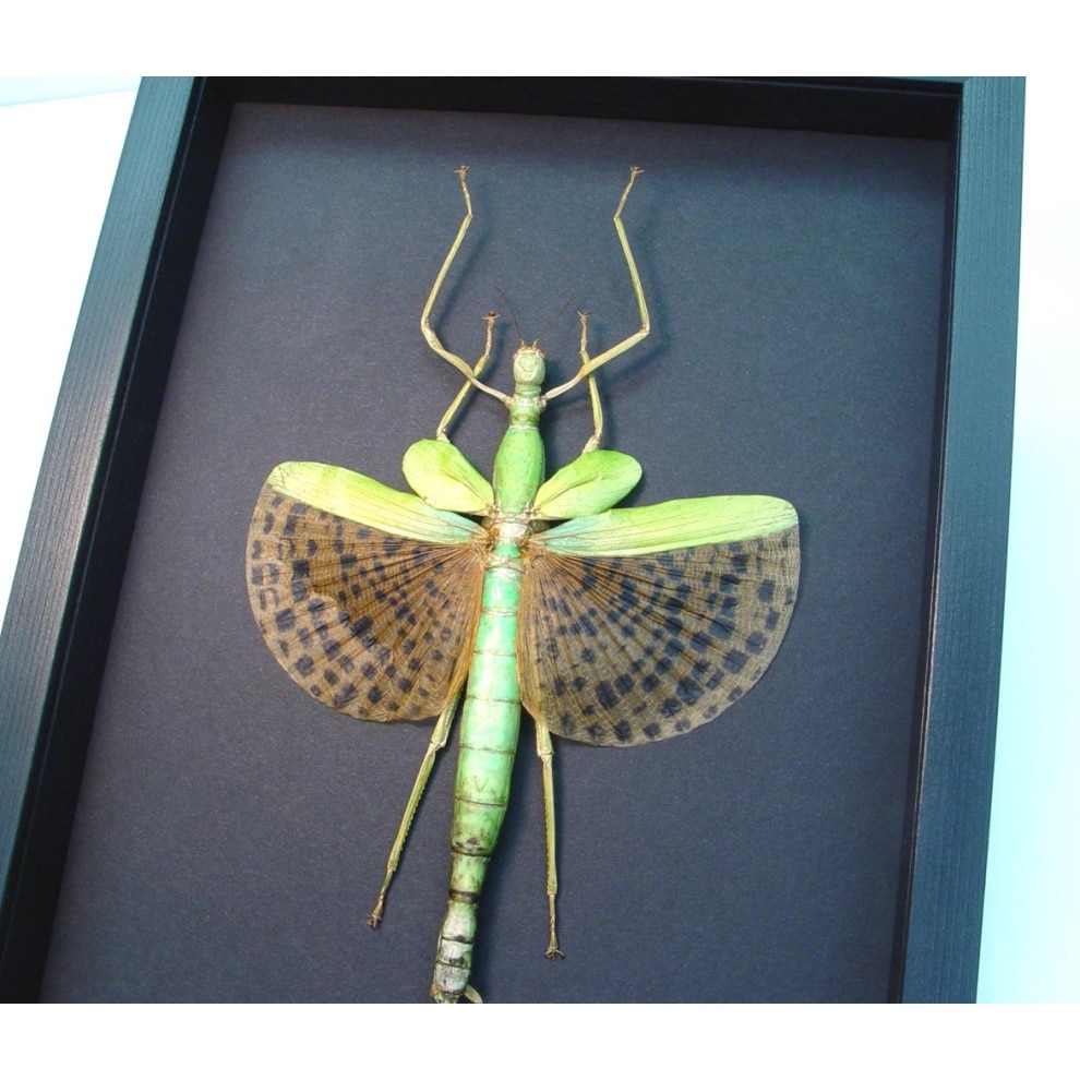 Framed Walking Stick Insect Paracyphocrania major Moonlight Display