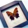 Polygonia interrogationis Female Question Mark Butterfly Framed Taxidermy Display