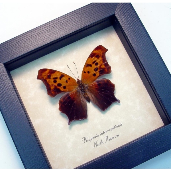 Polygonia interrogationis Female Question Mark Butterfly Framed Taxidermy Display