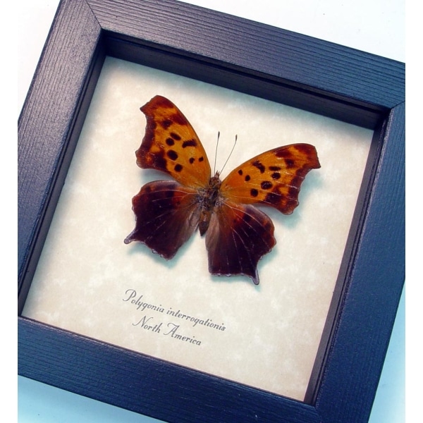 Polygonia interrogationis Female Question Mark Butterfly Framed Taxidermy Display