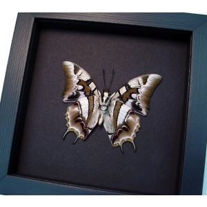 Polyura cognatus Verso Dagger Tailed Butterfly Moonlight Display