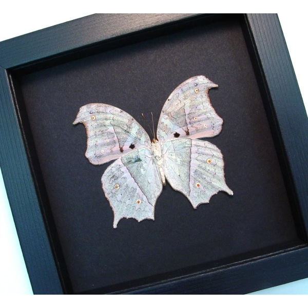 Salamis parhassus Verso White Ghost Butterfly Moonlight Display