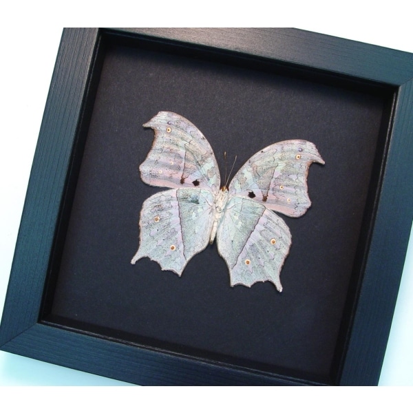 Salamis parhassus Verso White Ghost Butterfly Moonlight Display