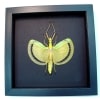 Tagesoidea nigrofasciata Orange Stick Insect Moonlight Display Framed Taxidermy
