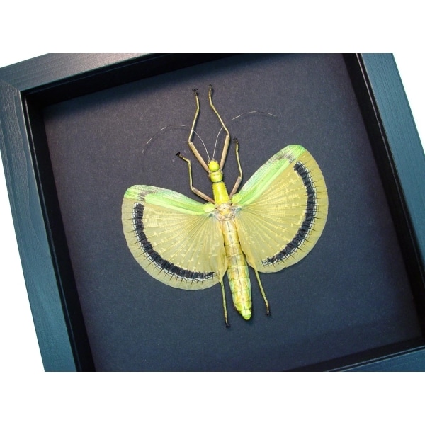 Tagesoidea nigrofasciata Orange Stick Insect Moonlight Display Framed Taxidermy