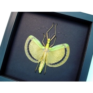 Tagesoidea nigrofasciata Orange Stick Insect Moonlight Display Framed Taxidermy