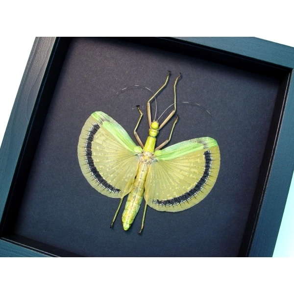 Tagesoidea nigrofasciata Orange Stick Insect Moonlight Display Framed Taxidermy