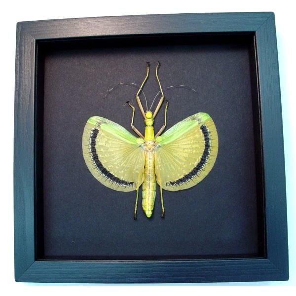 Tagesoidea nigrofasciata Orange Stick Insect Moonlight Display Framed Taxidermy