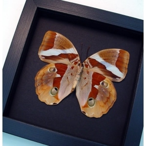 Thauria aliris verso Tufted Jungleking Moonlight Display