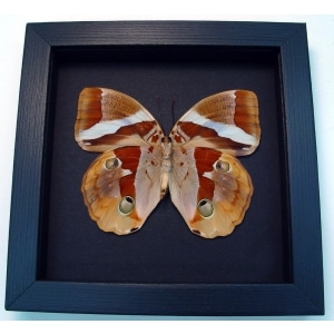 Thauria aliris verso Tufted Jungleking Moonlight Display