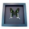 Urania Leilus Green Banded Urania Moth Moonlight Display
