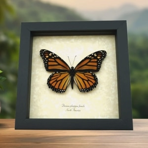 Monarch Butterfly Danaus plexippus Female North American Framed Taxidermy Display
