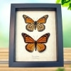 Monarch Collection Framed North American Butterflies Taxidermy Display