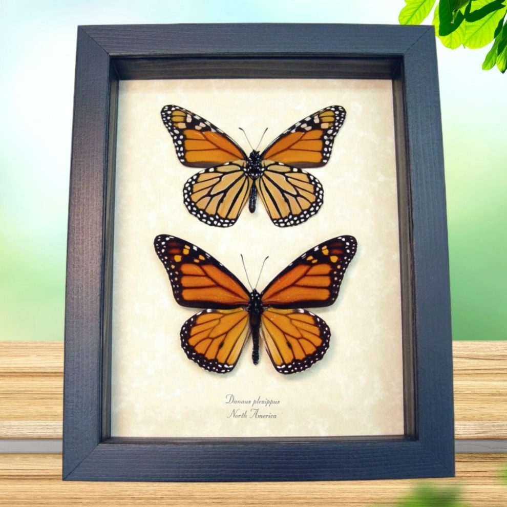 Monarch Collection Framed North American Butterflies Taxidermy Display Monarch Collection Framed North American Butterflies Taxidermy Display