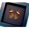 Adelpha lara Verso Pink Banded Sister Butterfly Framed Taxidermy Moonlight Display