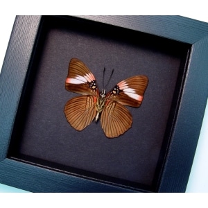 Adelpha lara Verso Pink Banded Sister Butterfly Framed Taxidermy Moonlight Display