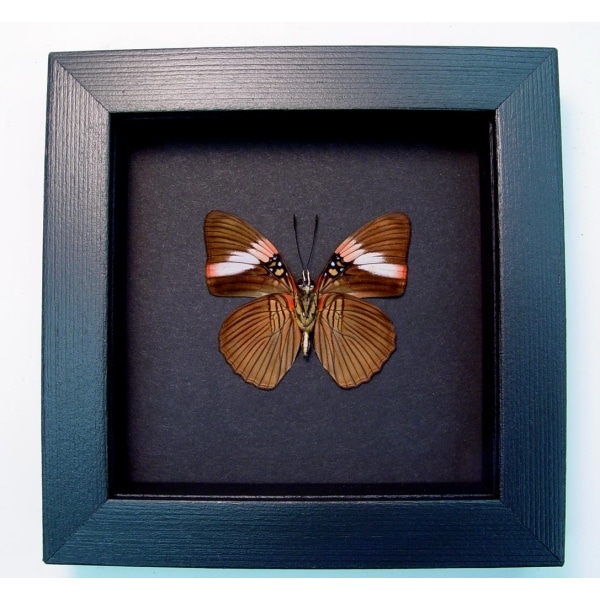 Adelpha lara Verso Pink Banded Sister Butterfly Framed Taxidermy Moonlight Display