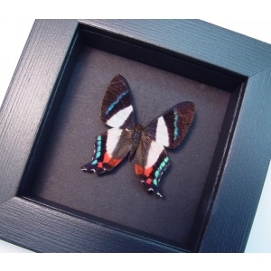 Ancyluris formosissima Frilled Majestic Butterfly Moonlight Display Framed Taxidermy