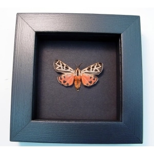 Virgin Tiger Moth Apantesis virgo Framed Taxidermy Moonlight Display