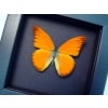 Appias nero Butterfly Orange Albatross Framed Insect Taxidermy Moonlight Display