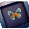 Asterope Degandii verso Orange Blue Butterfly Framed Taxidermy Moonlight Display