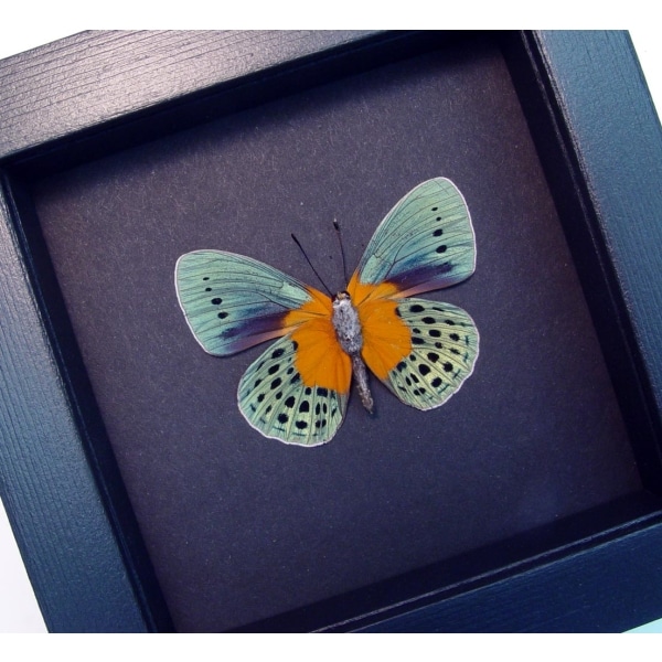 Asterope Degandii verso Orange Blue Butterfly Framed Taxidermy Moonlight Display
