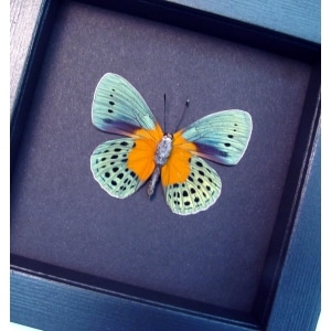 Asterope Degandii verso Orange Blue Butterfly Moonlight Display