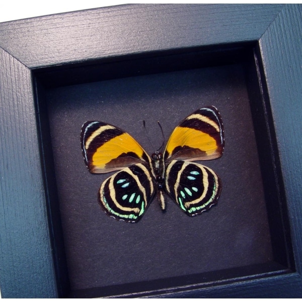 Callicore aegina Verso Blue Orange Butterfly Moonlight Display