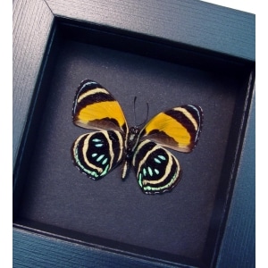 Callicore aegina Verso Blue Orange Butterfly Moonlight Display