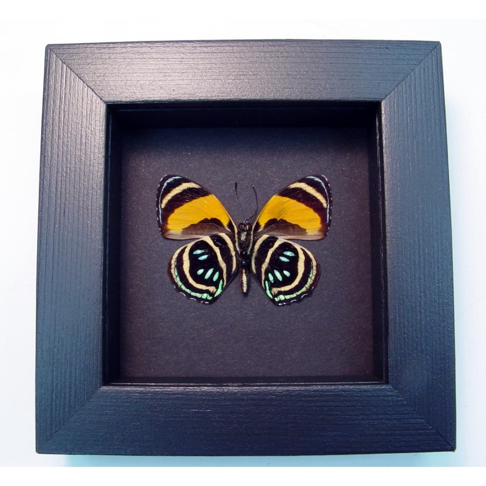 Callicore aegina Verso Blue Orange Butterfly Moonlight Display