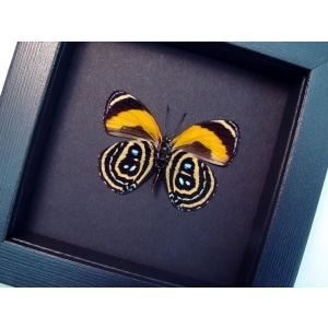 Callicore pastazza Verso Framed Orange Butterfly Moonlight Display