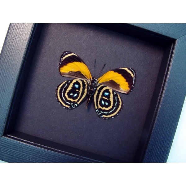 Callicore pastazza Verso Framed Orange Butterfly Moonlight Display