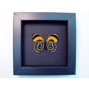 Callicore pastazza Verso Framed Orange Butterfly Moonlight Display