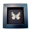 Catasticta poujadei clara Verso Dartwhite Butterfly Moonlight Display Framed Taxidermy