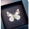 Catasticta poujadei clara Verso Dartwhite Butterfly Moonlight Display Framed Taxidermy