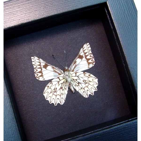 Catasticta poujadei clara Verso Dartwhite Butterfly Moonlight Display Framed Taxidermy