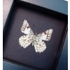 Catasticta poujadei clara Verso Dartwhite Butterfly Moonlight Display Framed Taxidermy