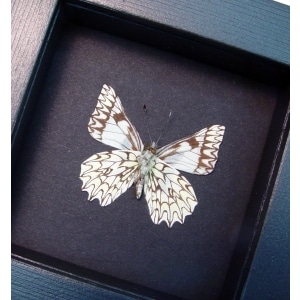 Catasticta poujadei clara Verso Dartwhite Butterfly Moonlight Display Framed Taxidermy