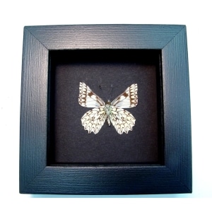 Catasticta poujadei clara Verso Dartwhite Butterfly Moonlight Display Framed Taxidermy