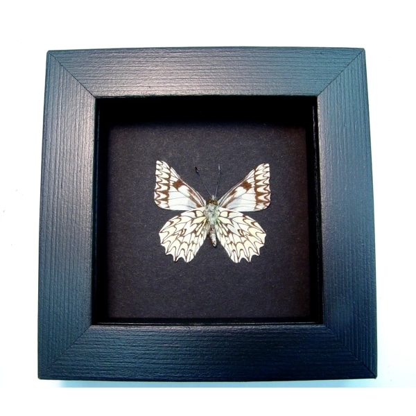 Catasticta poujadei clara Verso Dartwhite Butterfly Moonlight Display Framed Taxidermy