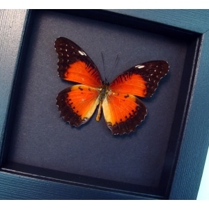 Cethosia biblis Red Lacewing Butterfly Framed Taxidermy Moonlight Display
