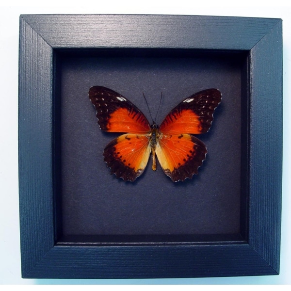 Cethosia biblis Red Lacewing Butterfly Framed Taxidermy Moonlight Display